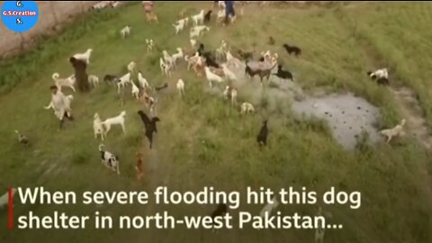 Pakistan floods: Shelter staff rescue 250 dogs