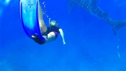 Whale Sharks: The Gentle Giants Of The Sea