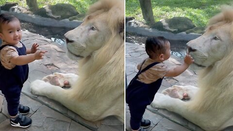 Little baby Up Close lion Amazing Video