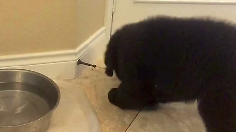 Giant puppy gives door stop a piece of his mind