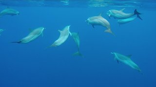 SWIMMING WITH WILD DOLPHINS I Incredible Encounter - GoPro HERO4