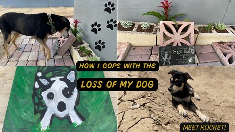 How I Cope with the Loss of my Dog