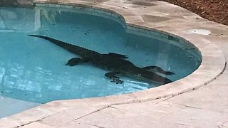 Huge gator removed from Palm Beach Gardens swimming pool
