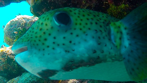 We Are Fascinated With Puffer Fish The Same As This Puffer Fish Is Fascinated With Us