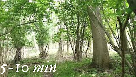 5 - 10 Minutes. Enchanted Woods, Meditation Music, Zen Music, Relaxation Music, Healing Music