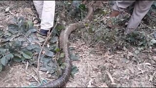 Monstrous snake captured in Vietnam