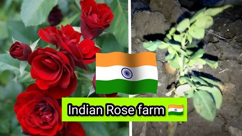 In India there was a my 1 farm and I decided I will Rose farm started working on it .