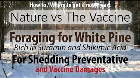 Nature vs Vx - Foraging for Vaccine Treatmnt/Shedding Prevenative Suramin / Shikimic Acid in Nature