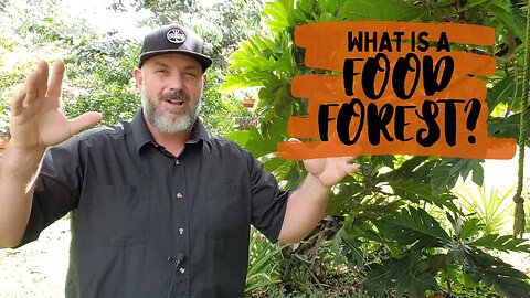 The Inner Workings Of A Food Forest?