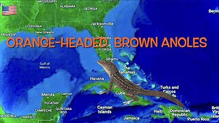 Orange-Headed Brown Anoles Live In FL Garden