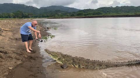 American Crocodile Hugo Chavez!!