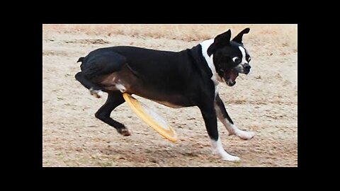 Funny Animals Fun Compilation -4/Funny Animals Fun