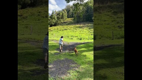 Bull Arab Rescue dog learning to playing fetch! Part I