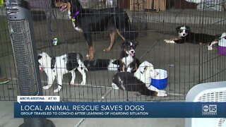 Two dozen dogs rescued from hoarding situation in eastern Arizona