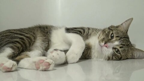 Tabby Cat Is Chilling in the Bath Tub