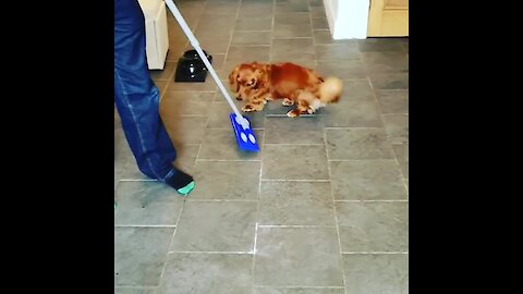 Playful pup confuses new mop for personal play toy