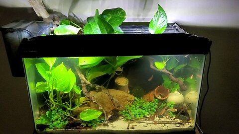 Golden Pothos Growing Underwater