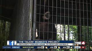 Monkeys find forever home at local nonprofit