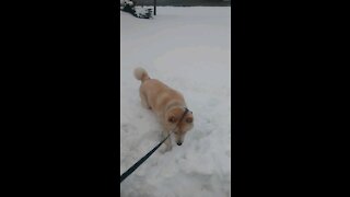 Shiba Inu goes to the Vet