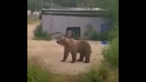 The bear tries to break into the house before the fire extinguisher scares it away