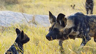 Robotic Spy Puppy Meets Wild Dogs