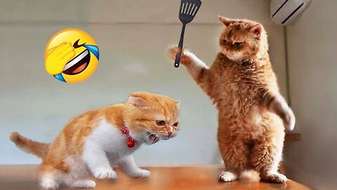 Funniest Animals 😂 New Funny Cats and Dogs Videos 😻🐶 Part 1