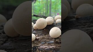 🍄 My Vibe 🍄 #natureshorts #outdoors #naturelovers #mushroom #fungi #naturephotography #nature