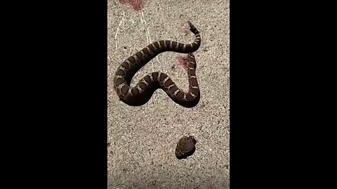 a fighting Dead snake 🐍🙀🙀