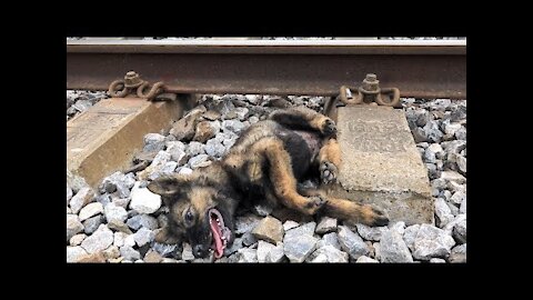 Dog begging for help, accident by train