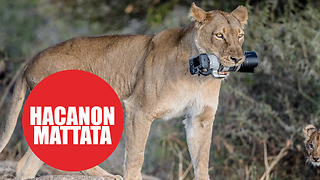 Lioness snatches photographer's camera