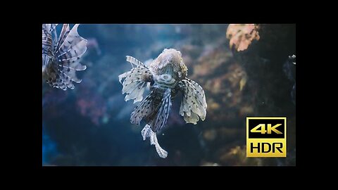 Deep Sea Exploration | Underwater Exploration