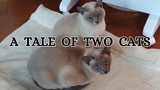 A TALE OF TWO CATS: Cuteness Overload: Ziva and Mimi, My Two Tonkinese Beauties.