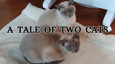 A TALE OF TWO CATS: Cuteness Overload: Ziva and Mimi, My Two Tonkinese Beauties.