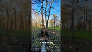 Wisconsin Turkey Hunt Setup. Single Shot 10 Gauge! #shorts #shortvideo #hunting #turkey #shotgun