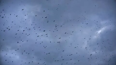 Flock of Ravens in the sky