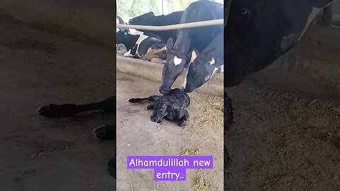 calving #cow #dairyfarming #dairyfarmers #dairyindustry #dairy #dairyproduction