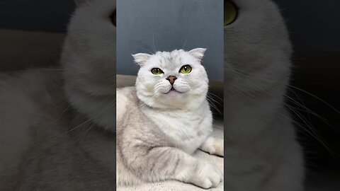 Try Not To Laugh 🤣 New Funny Cats Video 😹Part 3