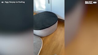 Dog prefers his bed upside down