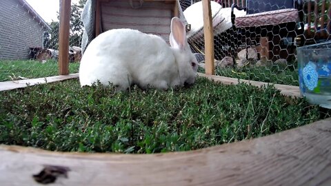 White rabbit devouring the lawn!