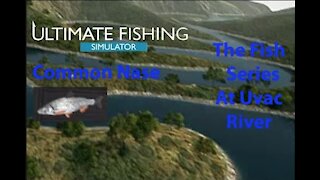 Ultimate Fishing Simulator: The Fish - Uvac River - Common Nase - [00037]
