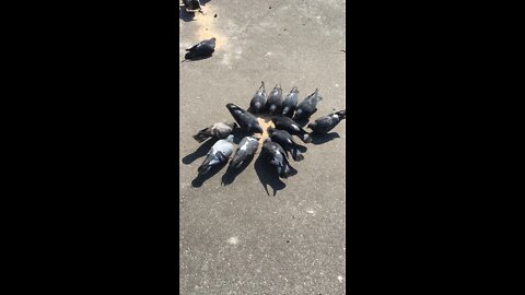 Feeding pigeons on the streets of Kyiv during the war