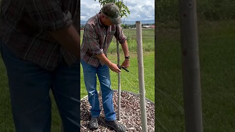 Stabilizing Trees with Stakes & Wire | DIY Landscaping Pro Tip