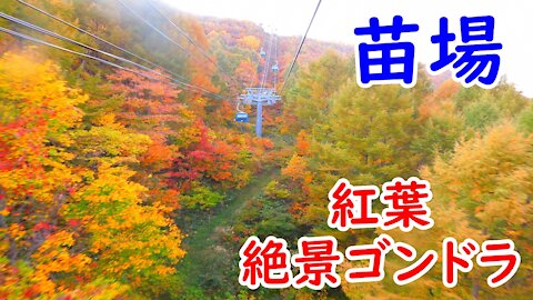 【絶景🍁紅葉】Beautiful Japanese Autumn Leaves: Naeba Dragondola, Niigata Prefecture/苗場ドラゴンドラで空中散歩！自然を楽しむ♪