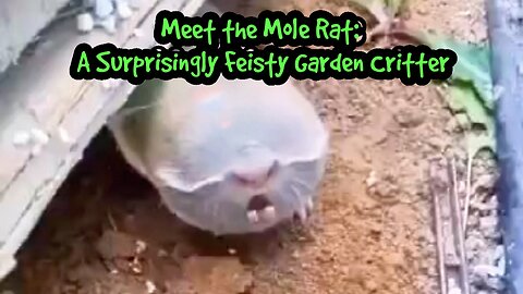 Meet the Mole Rat: A Surprisingly Feisty Garden Critter