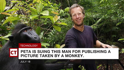 PETA Sues Man For Publishing Monkey Selfie, Claims Monkey Deserves Money