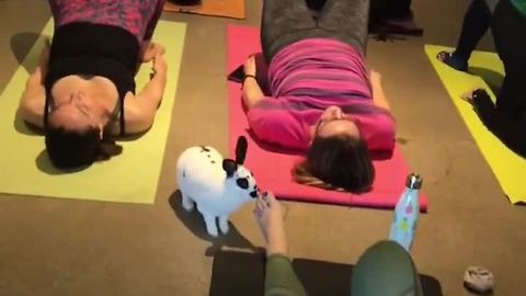 Adoptable Bunnies Share Positive Vibes During Yoga Class