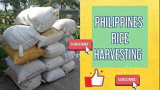PHILIPPINES RICE HARVESTING