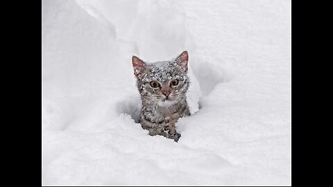Kitten play on snow 🌨️❄️