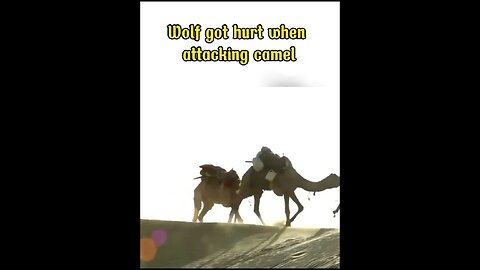Wolf attacks camel and gets hurt! #shorts