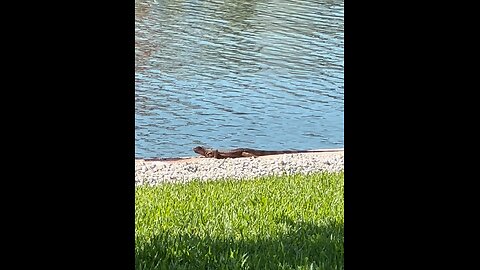 Iguana & Halloween Pennant Dragonflies! 4K